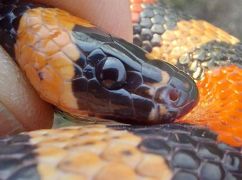 Змея в стиральной машине соседей: искал ли харьковчанин свою экзотическую любимицу