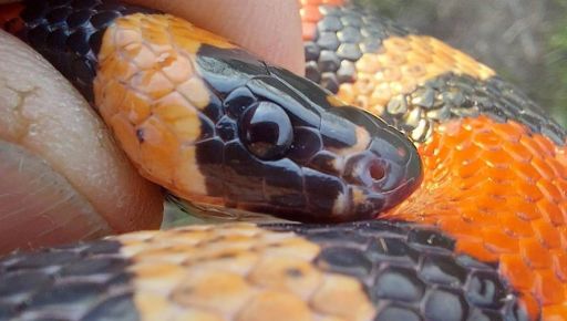 Змея в стиральной машине соседей: искал ли харьковчанин свою экзотическую любимицу