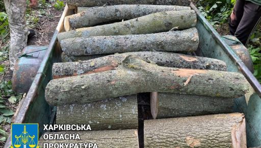 В Харьковской области схватили черного лесоруба