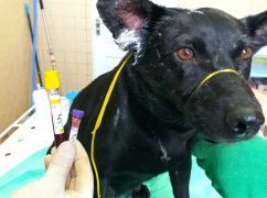 Справа про знущання з собак на Харківщині: Ветеринари розповіли про стан врятованих тварин