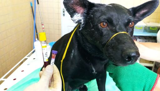 Справа про знущання з собак на Харківщині: Ветеринари розповіли про стан врятованих тварин