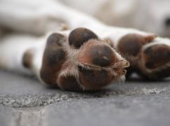 Душили, били молотком і втопили: На Харківщині за вбивство собаки засудили подружжя пенсіонерів