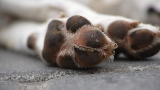 Душили, били молотком і втопили: На Харківщині за вбивство собаки засудили подружжя пенсіонерів