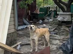 Верность под огнем: в Купянске пес охранял руины после обстрела