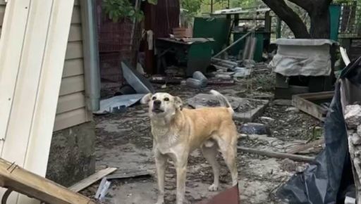 Верность под огнем: в Купянске пес охранял руины после обстрела