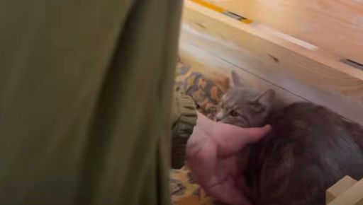 У Харкові шукають родину для бойової кішки з-під Вовчанська