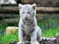 Харьковчане выбрали имя для белого тигрёнка из Экопарка
