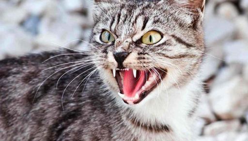 В Харьковской области обнаружили случай бешенства у кота