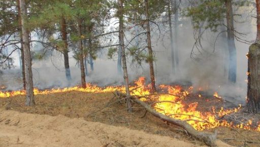 В Харьковской области из-за вражеских обстрелов загорелся лес