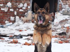На Харьковщине готовят к службе в Нацгвардии овчарок, родившихся в разгар войны