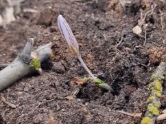 "Весна на фронте": К харьковским военным прилетели лебеди