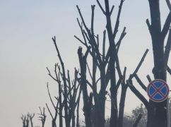 Місто понівечених дерев: Активіст показав, як у Харкові обрубують зелені насадження