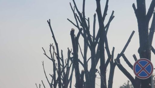 Місто понівечених дерев: Активіст показав, як у Харкові обрубують зелені насадження