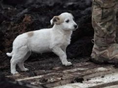 На Харьковщине передали семье павшего военного собаку, которую тот приютил на фронте