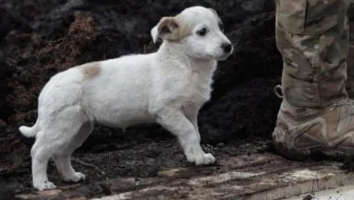 На Харьковщине передали семье павшего военного собаку, которую тот приютил на фронте