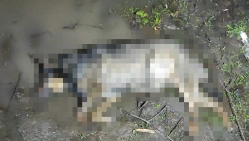 Поліція розслідує вбивство собаки, якого знайшли на проспекті Героїв Харкова