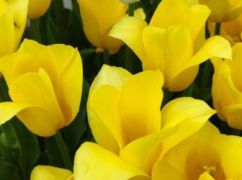 Синоптики прогнозують харків’янам спекотну погоду в неділю