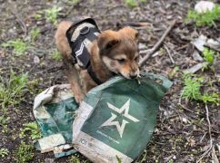 Обзавелся разгрузкой и играет гранатой: У харьковских военных появился пушистый "Фугас"