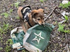 Має розгрузку та грається гранатою: У харківських військових з’явився пухнастий "Фугас"