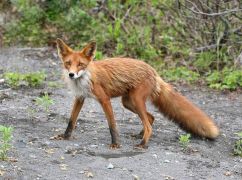 У Богодухівському районі попри війну дозволили полювання на лисиць: Що відомо