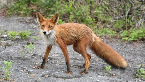 В Богодуховском районе, несмотря на войну, разрешили охоту на лис: Что известно