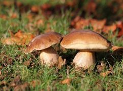 На Харьковщине зафиксировали первый случай отравления грибами в "новом сезоне"