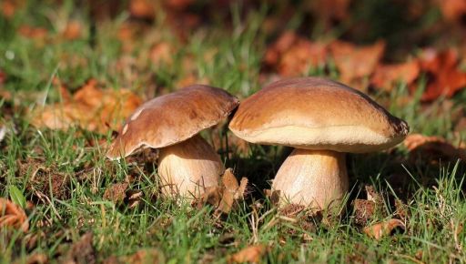 На Харківщині зафіксували перший випадок отруєння грибами у "новому сезоні"