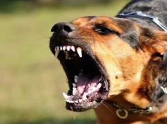 На Харьковщине суд конфисковал собаку, напавшую на ребенка