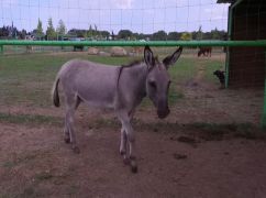 В Харькове реабилитируют осла, которого спасли из-под Бахмута