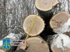 Випадковий заробіток може коштувати до 7 років тюрми: На Харківщині перед судом постане "чорний лісоруб”