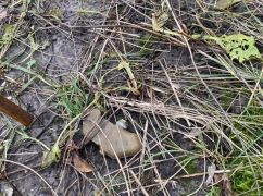 В лесу на Харьковщине мужчина подорвался на мине