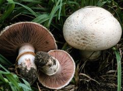В Харькове два человека отравились грибами