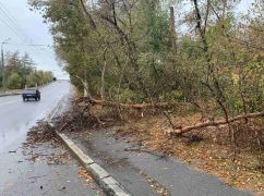 В Харькове из-за непогоды упали семь деревьев