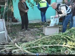 Житель Харьковщины превратил двор в конопляную плантацию