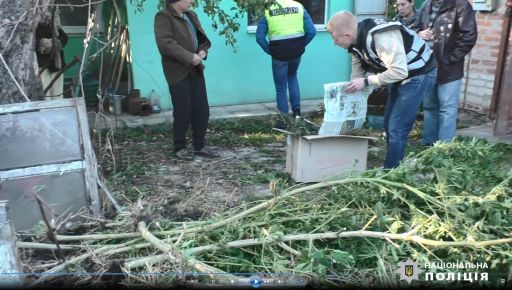 Житель Харківщини перетворив подвір'я на конопляну плантацію