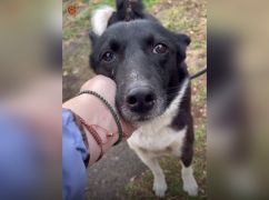 На Харківщині собака дивом вижив після прямого влучання снаряду в будинок