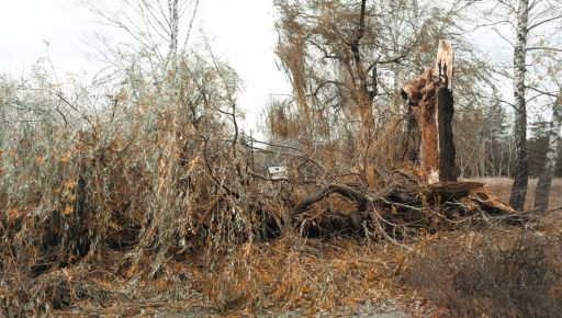 На Харьковщине спасатели убрали большое дерево, упавшее на дорогу
