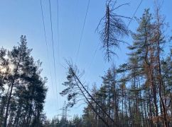 Харьковоблнерего жалуется на экоинспекцию, которая мешает своевременно обрезать деревья