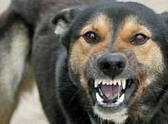 В Харькове бешеная собака покусала двух человек