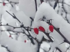 На Харьковщине ожидается снег: Погода на 10 декабря