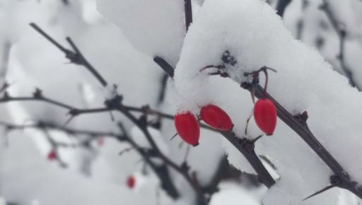 На Харківщині очікується сніг: Погода на 10 грудня