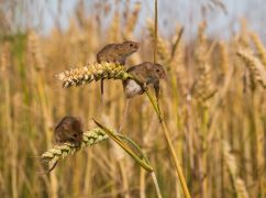 Мыши на посевах озимой пшеницы в Харьковской области: Какую угрозу несут грызуны