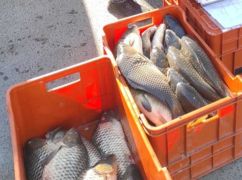 На Харківщині з початку року рибоохоронці зафіксували 31 порушення