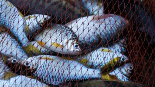 В Ізюмському районі затриали рибалок, які зловили штраф на понад 116 тис. грн