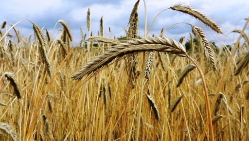 Аграрії Харківщини від початку повномасштабної війни вдвічі збільшили площу посіву пшениці