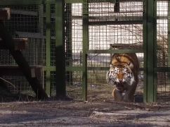 В Харькове в экопарк из эвакуации вернулся амурский тигр