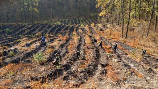 В Купянском лесхозе рассказали, как оккупанты уничтожают леса на Харьковщине