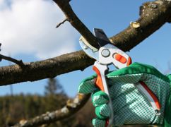В Харькове подрезанные деревья не смогут восстановиться: Коммунальщики "разводят руками"