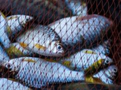 На Харківщині схопили браконьєра з уловом на 28 тис. грн