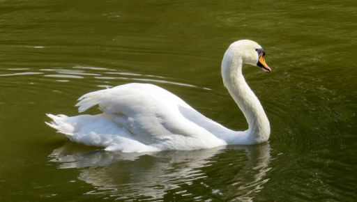 На озеро в Центральном парке Харькова вернулась пара лебедей